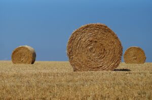 ensilage
