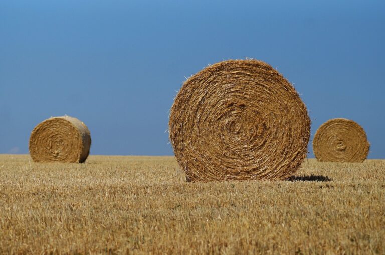 ensilage