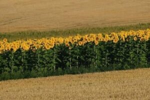 tournesol 1
