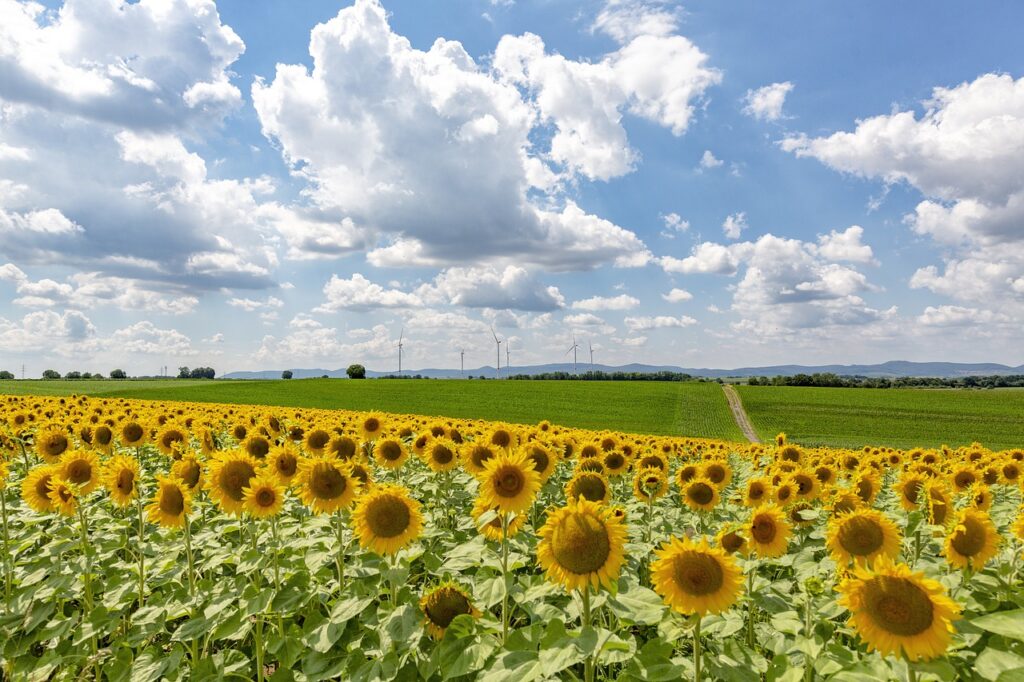 sunflower field 4508377 1280