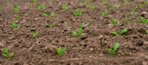 darkmoon art seedlings 4183250 1280