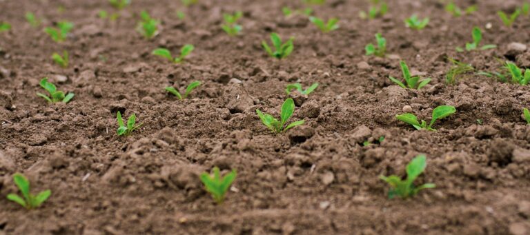 darkmoon art seedlings 4183250 1280