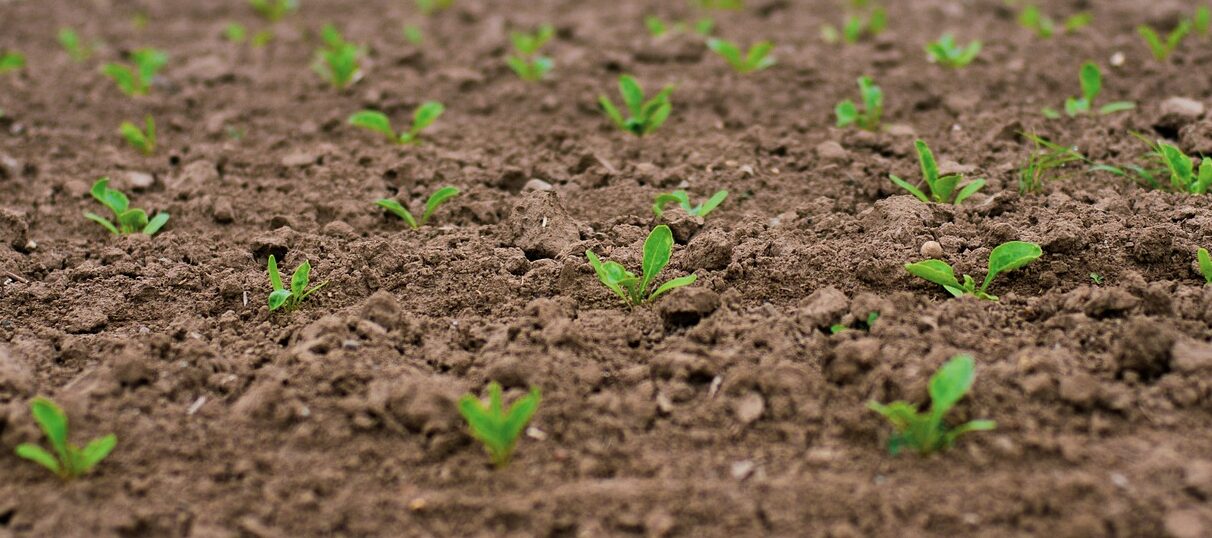 darkmoon art seedlings 4183250 1280